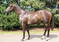 Always Flushed Wins On Debut At Moruya