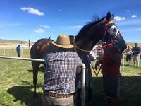 Ay Oh Whey Oh Walks in the Sundowner Cup With 7-Length Win