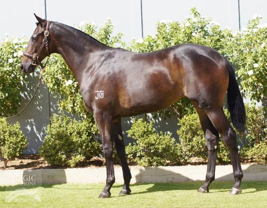 Denman X Diame 2015 Filly