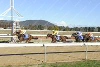 Alfden produces best to score on the refurbished Synthetic Canberra track.
