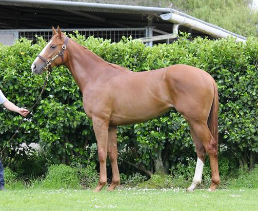 Ferlax X Herculaneum Colt
