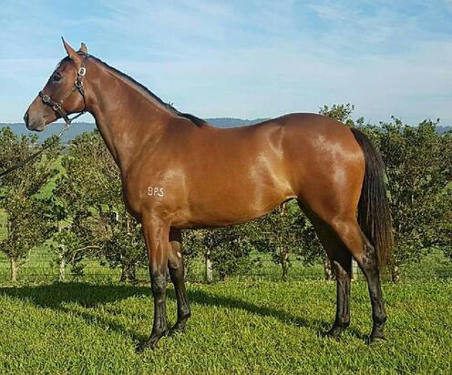 Shamus Award X Bendaree Hera Filly
