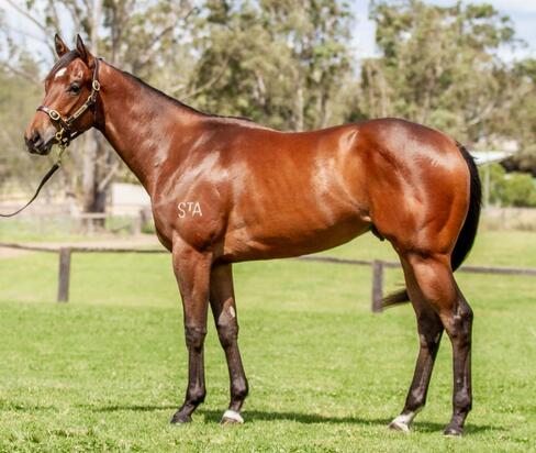 Star Turn X Flitter Bye Gelding