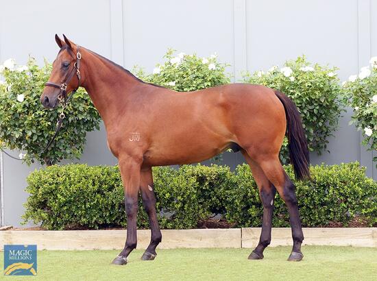 Spieth X Porte Triage Colt
