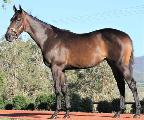 Winning Rupert X Games Filly