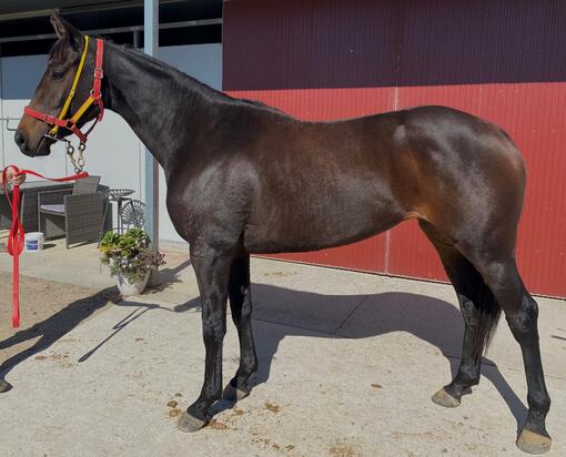 Moshe X Zakia Filly