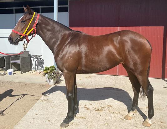 The Brothers War X Blowdakitty Filly