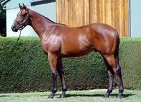 Royal Order Storms Home