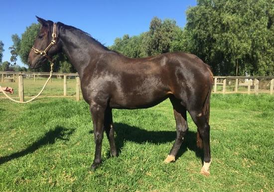 Sebring X Kapcher