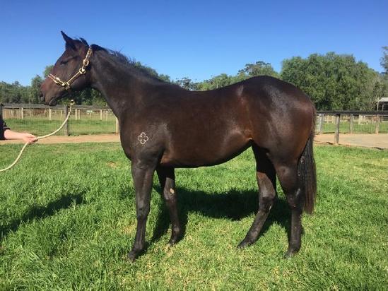 Pierro X Maree Basse