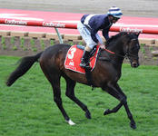 Abbey Marie Contests Caulfield Cup