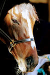The Lovely Leodoro