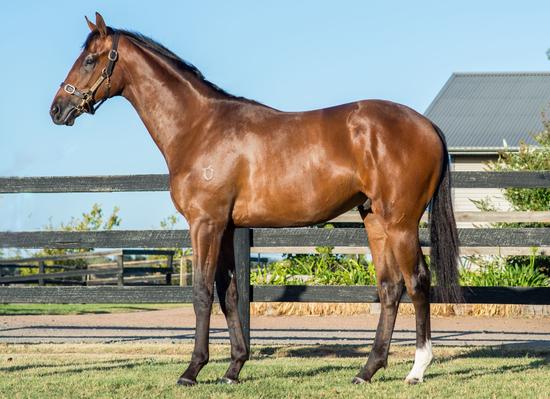 Fiorente X Free Friday Yearling Colt