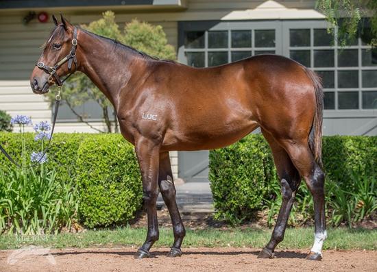 Not A Single Doubt X Lady Oracle Yearling Filly