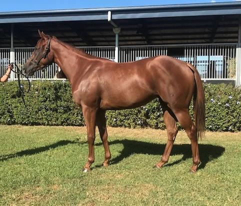 Written Tycoon X Lady La Vie Filly
