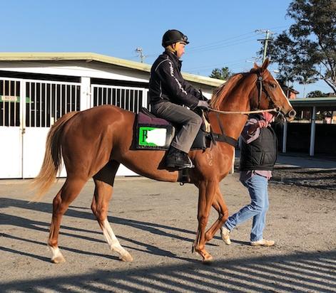 Reward For Effort X Chantilly Babe Filly