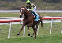 Airlie Man goes the distance