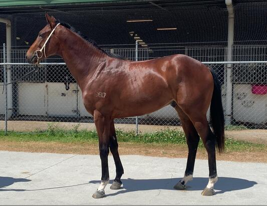 Sizzling X Grab The Loot Colt