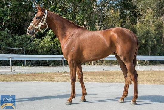 Capitalist X Dinicanbern Filly
