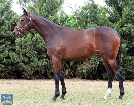 Better Than Ready X Royal Yangtze Filly