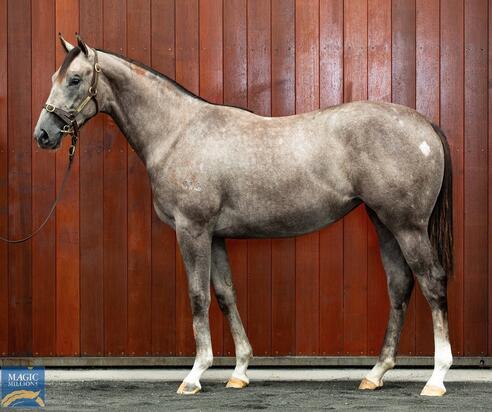 Defcon X Everybodys Talking Filly