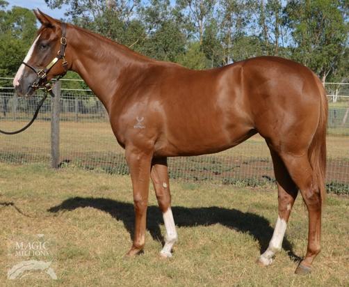 Star Witness X Casuarina Filly