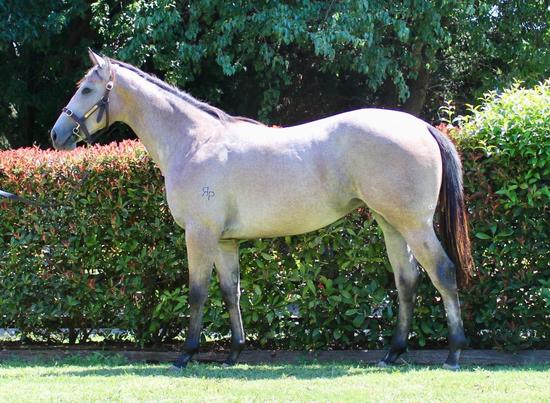 I Am Invincible X Bugaboo Filly