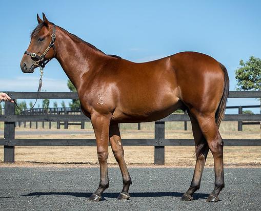 I Am Invincible X Spurs And Sashes Colt