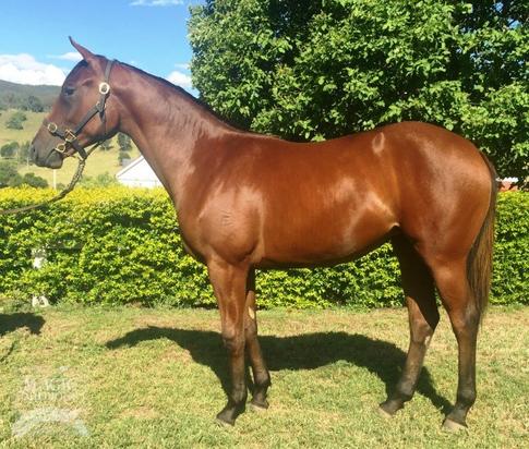 The Factor X Fledgling Filly