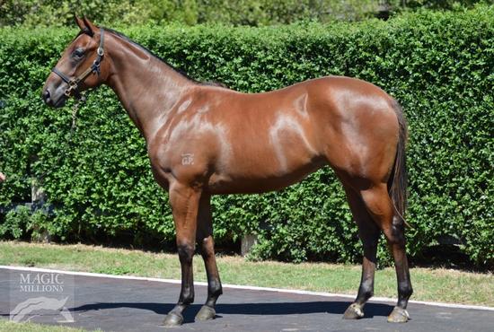Show A Heart X Lady Danzero Filly
