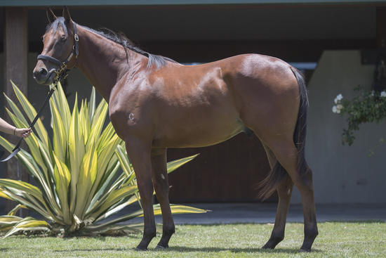 Pierro X Danehill Smile - Colt