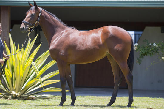 I Am Invincible X Taya - Filly