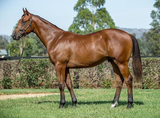 I Am Invincible X Interfere - Colt