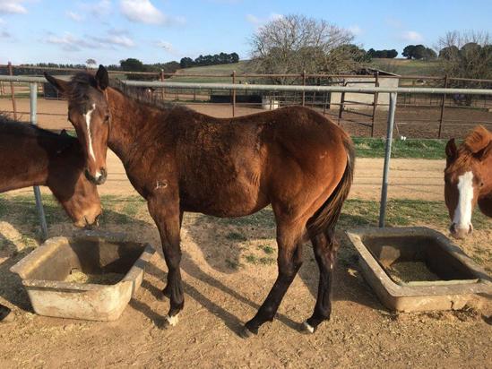 Eurozone Colt