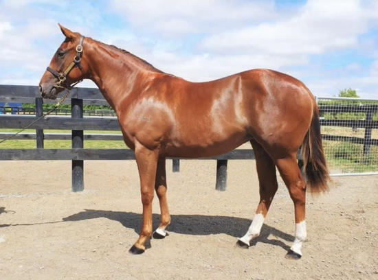 Winning Rupert Filly