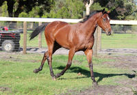 Early Running Type To Be Trained at Ascot by Trevor Andrews!