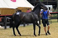 Introducing Our Two New Colts in PERTH...
