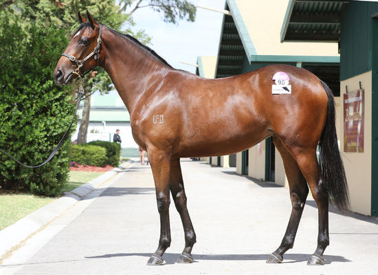 Rebel Raider X Languid Filly