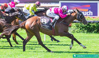 New Horse For Perth-Only $1100 a Share!