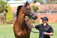 Bullet Train 2yo's Half Brother Wins The Geraldton Cup!
