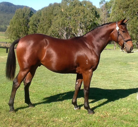 Illustrious Blue X Dynamic Duchess 2yo Gelding