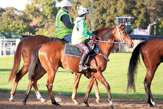 Blackfriars X A Perfect Saturday 2yo Filly