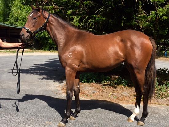 Canford Cliffs X Great Dame