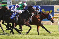 Rezak - The Working Man's Horse