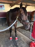CONSISTENT EURELL MARE FINDS BEST AT MOE