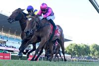 Little Lady Horseowner makes an Impact at Moonee Valley!