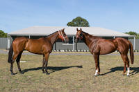Buttler Bred Boys
