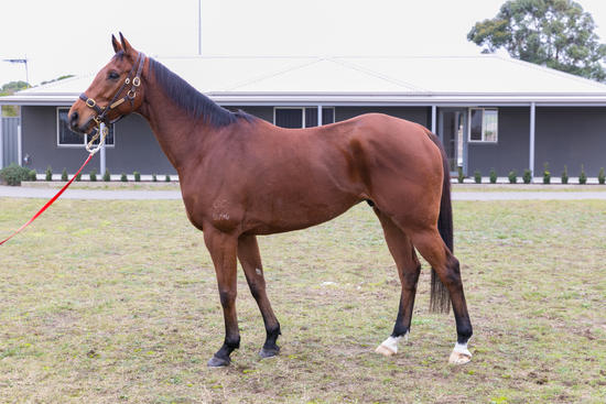 Victoria Star