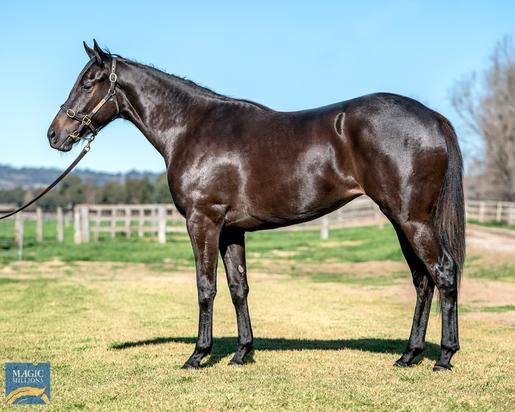 Exosphere X Sister Angel