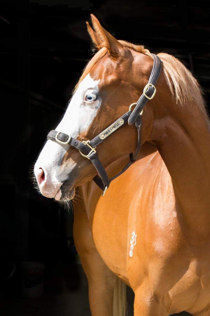 SAPPHIRE SIOUX HAS THE LOOKS TO MATCH FAMED APACHE CAT